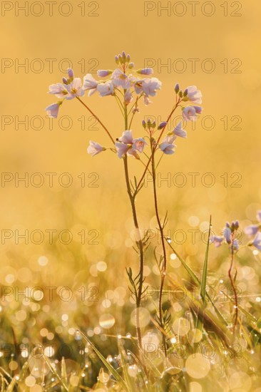 Meadowfoam (Cardamine pratensis) backlit at sunrise, North Rhine-Westphalia, Germany