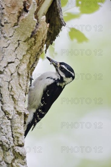 Hairy woodpecker (Picoides villosus), female foraging, Waterton Lakes National Park, Alberta, Canada