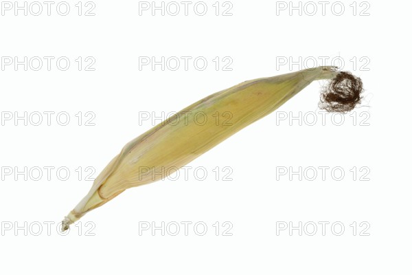 Corn (Zea mays), corn cobs against a white background