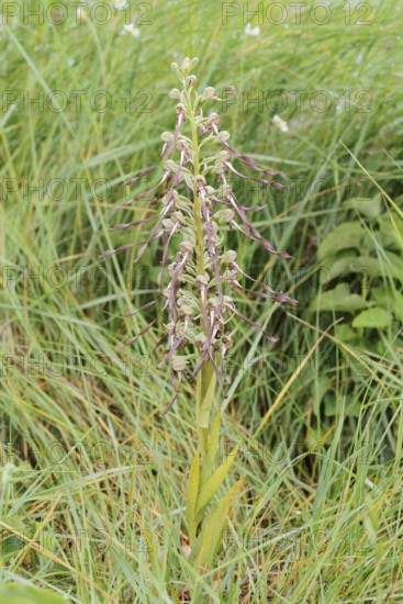Goat's tongue (Himantoglossum hircinum), flowering, Centre region, France