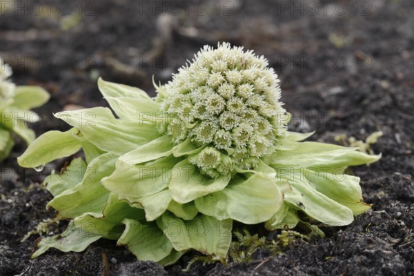 Japanese butterbur or Asian butterbur (Petasites japonicus), flowering