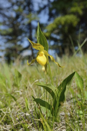 Lady's slipper (Cypripedium parviflorum var. pubescens), flower, Jasper National Park, Alberta, Canada