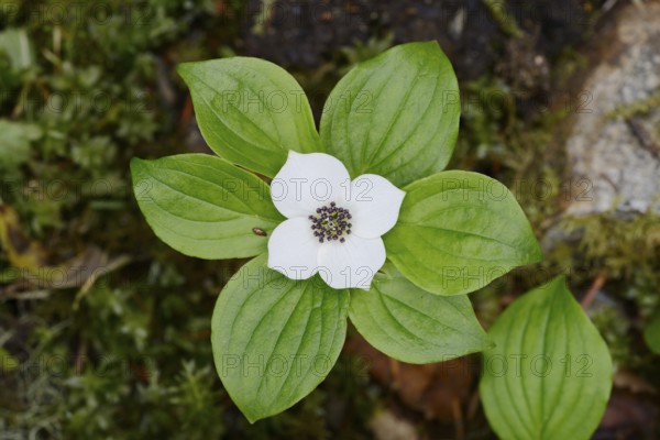 Canadian dogwood (Cornus canadensis), flower and leaves, Wells Gray Provincial Park, British Columbia, Canada