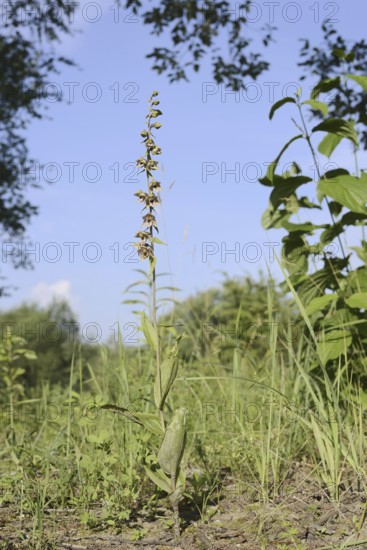 Broad-leaved helleborine or broad-leaved marsh orchid (Epipactis helleborine), flowering, North Rhine-Westphalia, Germany