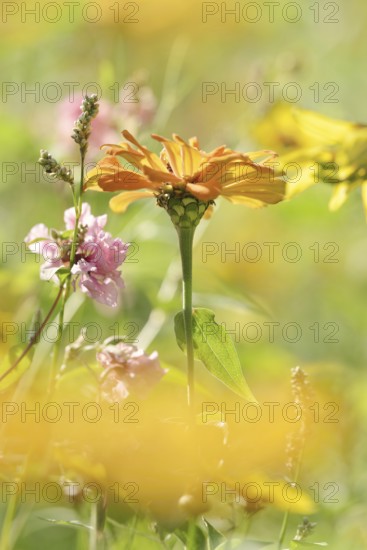 Zinnia (Zinnia elegans, Zinnia violacea), flower, ornamental plant, North Rhine-Westphalia, Germany