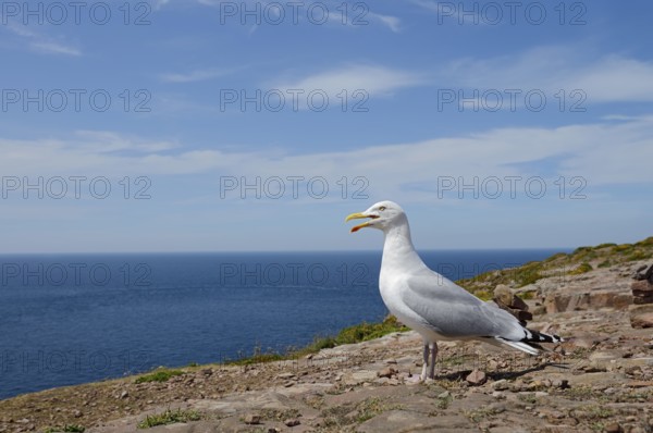 Herring Gull (Larus argentatus) standing on a rock on the coast, Brittany, France