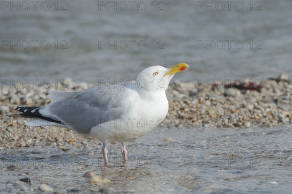 Herring Gull (Larus argentatus) drinking, Normandy, France
