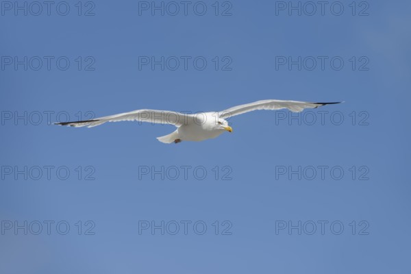 Herring Gull (Larus argentatus) in flight, Normandy, France