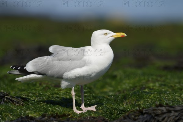 Herring Gull (Larus argentatus), Normandy, France