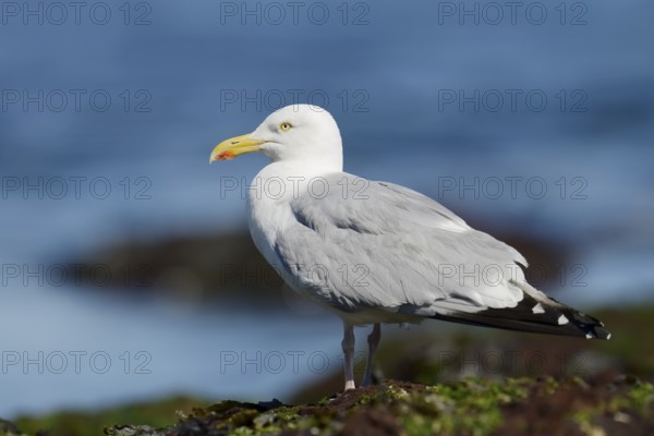 Herring Gull (Larus argentatus) standing on a rock on the coast, Normandy, France