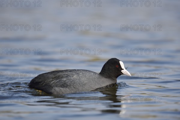 Eurasian Coot (Fulica atra) swimming, North Rhine-Westphalia, Germany