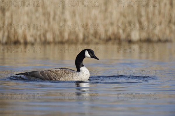 Canada goose (Branta canadensis), North Rhine-Westphalia, Germany