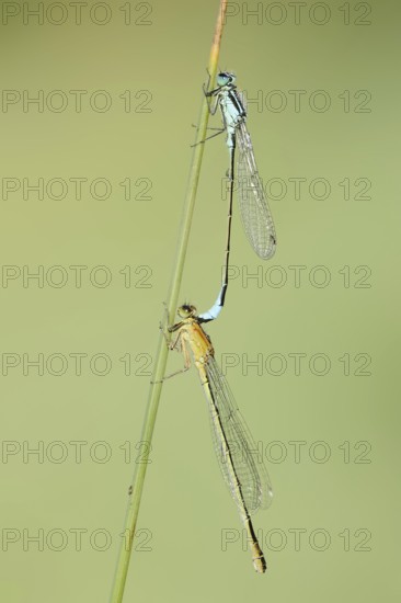 Blue-tailed damselfly (Ischnura elegans), male and female, North Rhine-Westphalia, Germany