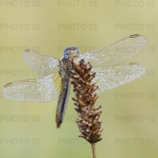 Scarlet Dragonfly (Crocothemis erythraea), female with dewdrops, North Rhine-Westphalia, Germany