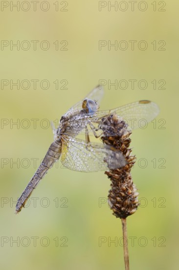 Scarlet Dragonfly (Crocothemis erythraea), female with dewdrops, North Rhine-Westphalia, Germany