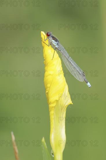 Red-eyed Damselfly (Erythromma najas), male, North Rhine-Westphalia, Germany