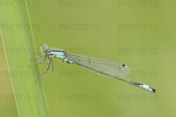 Blue-tailed damselfly (Ischnura elegans), male, North Rhine-Westphalia, Germany