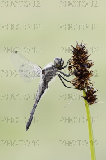 Black Darter (Sympetrum danae), male, North Rhine-Westphalia, Germany
