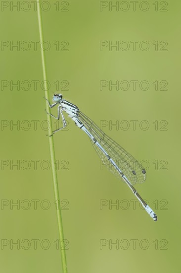 Horseshoe Damselfly (Coenagrion puella), male, North Rhine-Westphalia, Germany