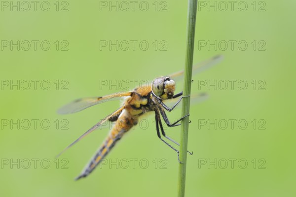 Four-spotted dragonfly (Libellula quadrimaculata), female, North Rhine-Westphalia, Germany