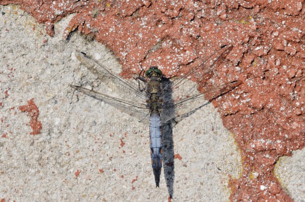 Black-tailed Skimmer (Orthetrum cancellatum), male, North Rhine-Westphalia, Germany