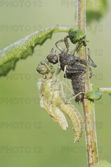 Black-tailed Skimmer (Orthetrum cancellatum), freshly hatched with exuvia, North Rhine-Westphalia, Germany
