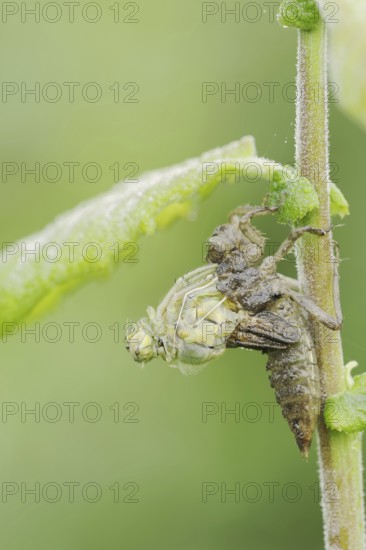 Black-tailed Skimmer (Orthetrum cancellatum), hatch, larva, dragonfly larva, North Rhine-Westphalia, Germany