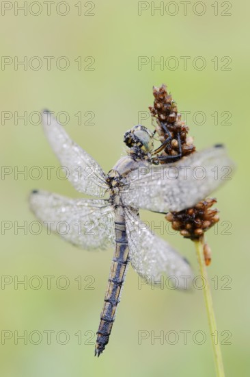 Black-tailed Skimmer (Orthetrum cancellatum), female with dewdrops, North Rhine-Westphalia, Germany
