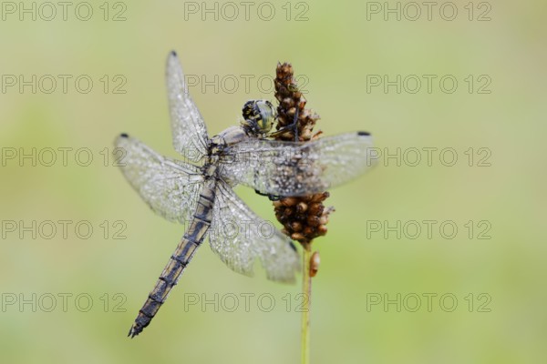 Black-tailed Skimmer (Orthetrum cancellatum), female with dewdrops, North Rhine-Westphalia, Germany