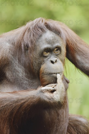 Bornean orangutan (Pongo pygmaeus), female, captive, occurring on Borneo