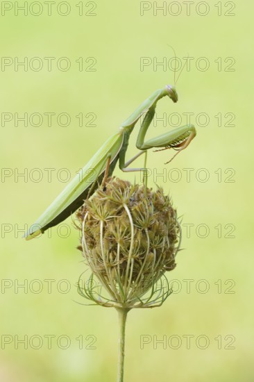 European mantis (Mantis religiosa), male, Haut-Rhin, Alsace, France