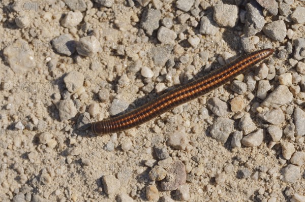 Sandstripe millipede or common two-stripe millipede (Ommatoiulus sabulosus), North Rhine-Westphalia, Germany