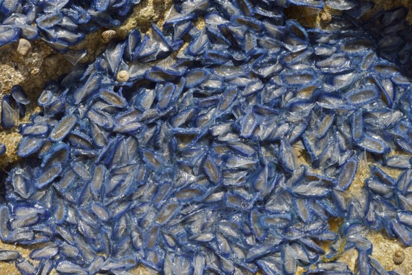 Sail jellyfish (Velella velella, Velella lata) on a stone in a tidal pool, Majorca, Balearic Islands, Spain