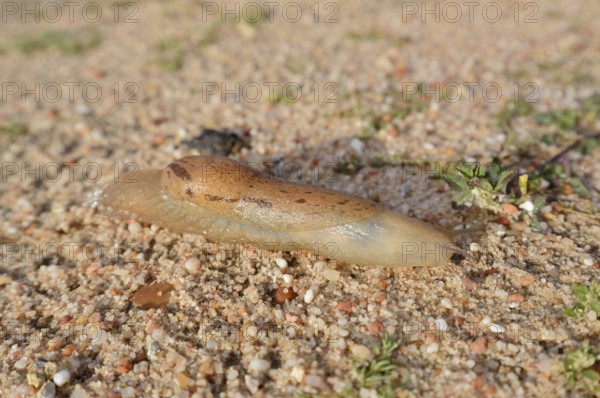 Nudibranch (Parmacella valencienni), Algarve, Portugal