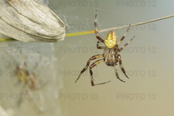 Four-spotted cross spider (Araneus quadratus), male, North Rhine-Westphalia, Germany