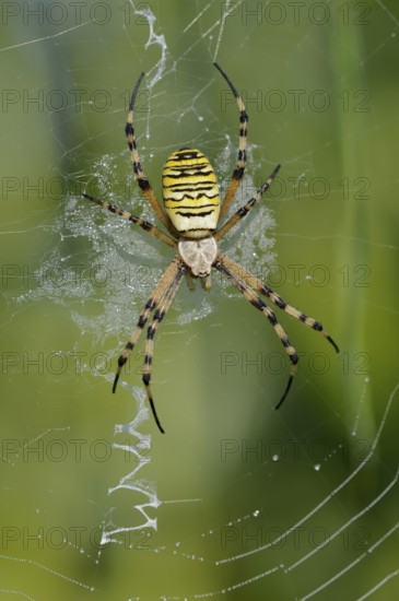 Wasp spider (Argiope bruennichi), female in web, North Rhine-Westphalia, Germany