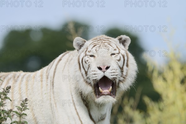 White Bengal Tiger (Panthera tigris tigris), portrait, captive