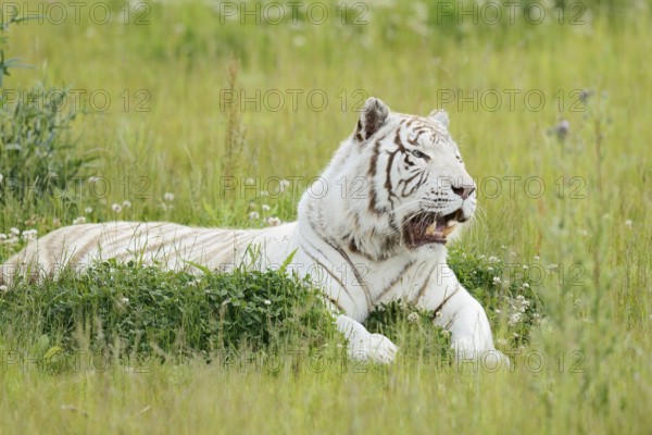 White Bengal tiger (Panthera tigris tigris) lying in a meadow, captive
