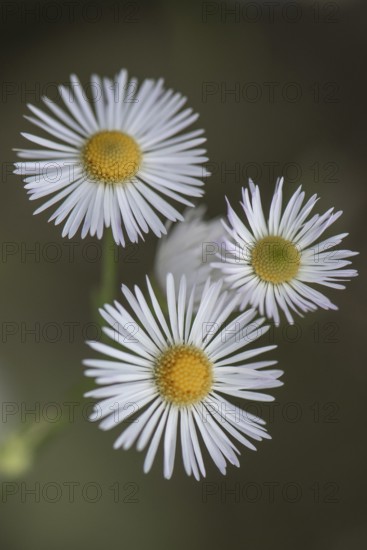 Annual fireweed (Erigeron annuus), Emsland, Lower Saxony, Germany