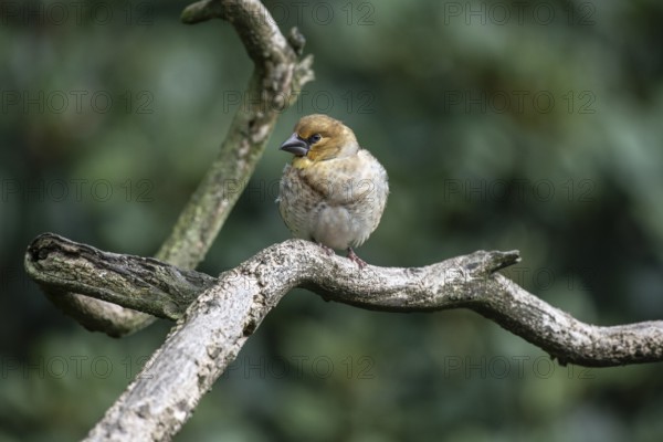 Hawfinch (Coccothraustes coccothraustes), Emsland, Lower Saxony, Germany
