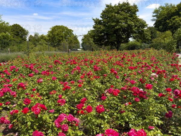 Flower bed with red bed rose (Rosaceae) red roses in rose garden of Grugapark, Essen, North Rhine-Westphalia, Germany