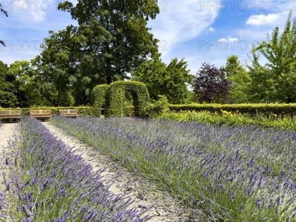 Lavender in bloom in Grugapark, Essen, North Rhine-Westphalia, Germany