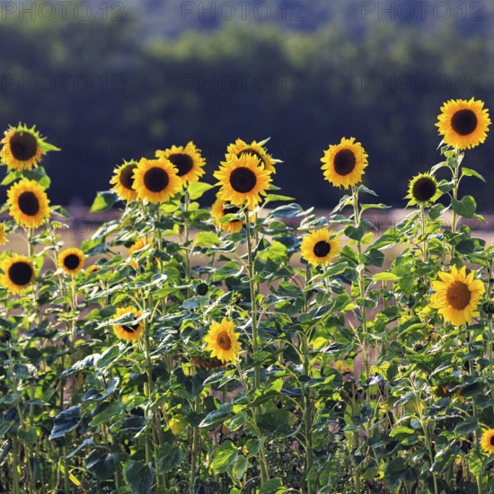 Common sunflowers (Helianthus annuus) in a field for self-pickers, Marienmünster, Teutoburg Forest Eggegebirge nature park Park, Weserbergland, Germany