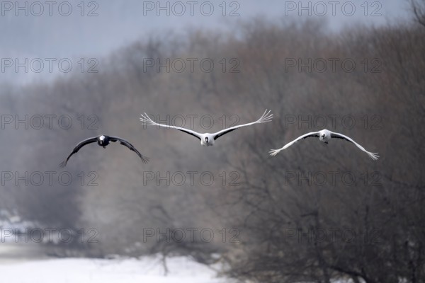 Manchurian cranes (Grus japonensis), in flight, Tsurui, Akan district, Hokkaido, Japan