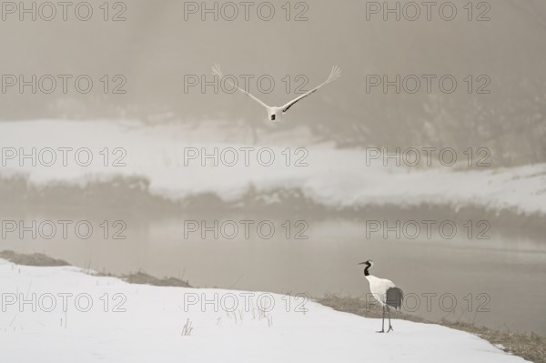 Manchurian crane (Grus japonensis), in flight, winter, snow, river, Tsurui, Akan district, Hokkaido, Japan