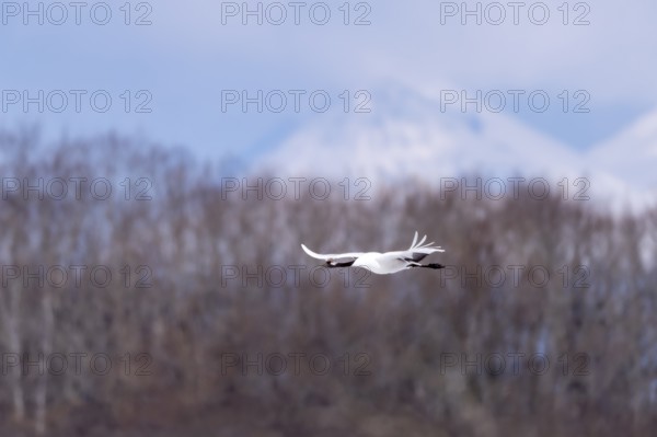 Manchurian crane (Grus japonensis), in flight, Tsurui, Akan district, Hokkaido, Japan