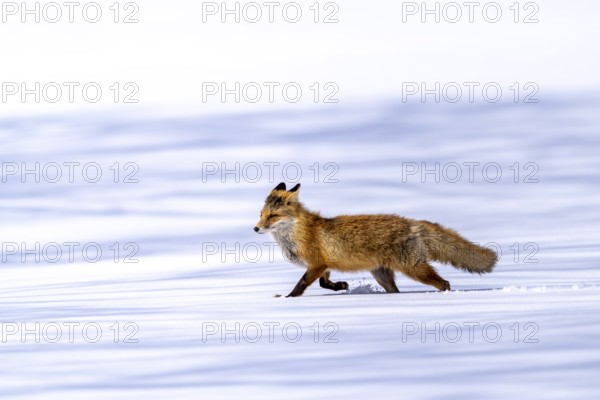 Ezo red fox (Vulpes vulpes schrencki), in the snow, Tsurui, Akan district, Hokkaido, Japan