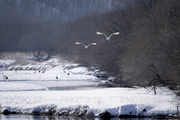 Manchurian cranes (Grus japonensis), in flight, winter, snow, river, Tsurui, Akan district, Hokkaido, Japan