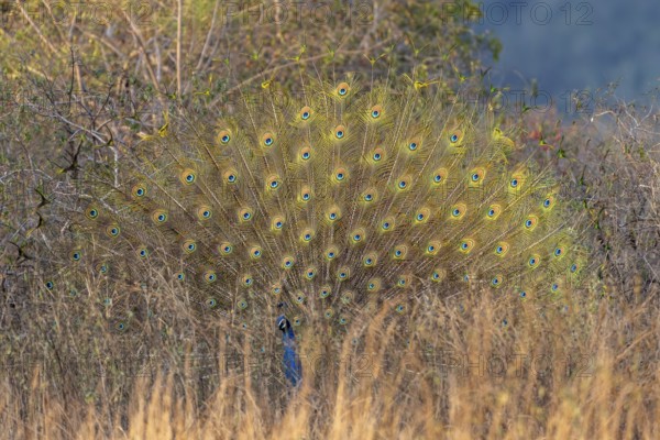 Indian peafowl (Pavo scalloped ribbonfish), male, in grassland, Bandhavgarh National Park, Bahannara, Manpur, Madhya Pradesh, India