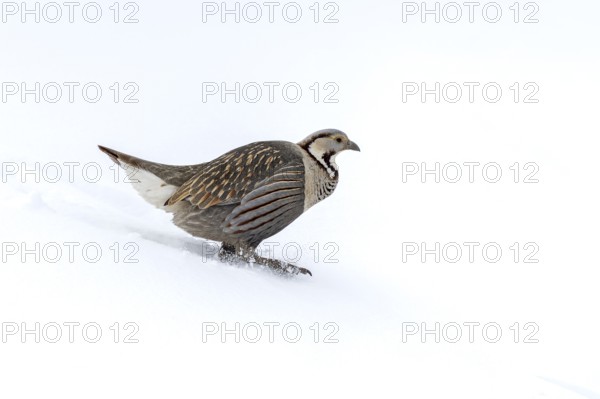 Himalayan King Chicken (Tetraogallus himalayensis), Himalayas, Spitital, Kaza, Himachal Pradesh, India